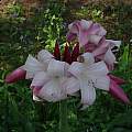 Crinum 'Improved Peach Blow' umbel, Alani Davis Crinum 'Improved Peach Blow' umbel, Alani Davis