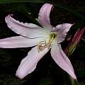 Crinum 'International' flower, Alani Davis [Shift+click to enlarge, Click to go to wiki entry]