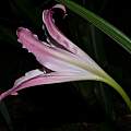 Crinum 'International' flower, Alani Davis Crinum 'International' flower, Alani Davis