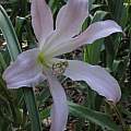Crinum 'International' flower, Alani Davis