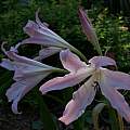 Crinum 'International' umbel, Alani Davis Crinum 'International' umbel, Alani Davis