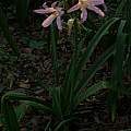 Crinum 'International' portrait, Alani Davis Crinum 'International' portrait, Alani Davis