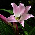 Closeup of Crinum 'J.C. Harvey', Jay Yourch [Shift+click to enlarge, Click to go to wiki entry]