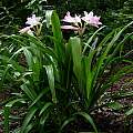 Crinum 'J.C. Harvey' blooming plant, Jay Yourch