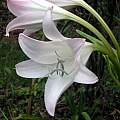 Closeup of Crinum 'John Erich', Alani Davis [Shift+click to enlarge, Click to go to wiki entry]