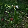 Crinum 'John Erich' blooming plant, Alani Davis