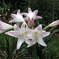 Crinum 'John Erich' umbel, Alani Davis Crinum 'John Erich' umbel, Alani Davis