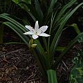 Crinum 'John's Bid' blooming plant, Jay Yourch Crinum 'John's Bid' blooming plant, Jay Yourch
