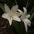 Crinum 'John's Bid' umbel, Jay Yourch Crinum 'John's Bid' umbel, Jay Yourch