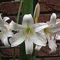Crinum &#039;Joyful&#039;, Jay Yourch [Shift+click to enlarge, Click to go to wiki entry]