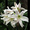 Crinum 'Joyful' umbel, Jay Yourch Crinum 'Joyful' umbel, Jay Yourch