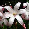 Closeup of Crinum 'Jubilee', Jay Yourch