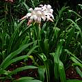 Crinum 'Jubilee' blooming plant, Jay Yourch Crinum 'Jubilee' blooming plant, Jay Yourch