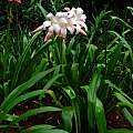 Crinum 'Jubilee' blooming plant, Jay Yourch