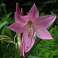 Closeup of Crinum &#039;Kitty Clint&#039;, Jay Yourch [Shift+click to enlarge, Click to go to wiki entry]