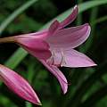 Profile of Crinum 'Kitty Clint', Jay Yourch