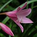 Profile of Crinum 'Kitty Clint', Jay Yourch Profile of Crinum 'Kitty Clint', Jay Yourch
