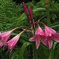 Crinum 'Kitty Clint' umbel, Jay Yourch
