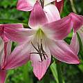 Crinum &#039;Kim Maureen&#039;, Jay Yourch [Shift+click to enlarge, Click to go to wiki entry]