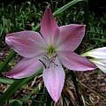 Crinum 'Lady Chameleon' × C. 'Mrs. James Hendry', Jay Yourch [Shift+click to enlarge, Click to go to wiki entry]