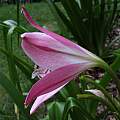 Crinum 'Lady Chameleon' × C. 'Mrs. James Hendry', Jay Yourch Crinum 'Lady Chameleon' × C. 'Mrs. James Hendry', Jay Yourch