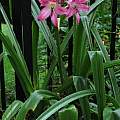 Crinum 'Lady Chameleon' × C. 'Southern Cross', Jay Yourch Crinum 'Lady Chameleon' × C. 'Southern Cross', Jay Yourch