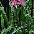 Crinum 'Lady Chameleon' × C. 'Southern Cross', Jay Yourch