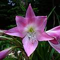 Closeup of Crinum &#039;Lady Chameleon&#039;, taken June 2009 by Jay Yourch [Shift+click to enlarge, Click to go to wiki entry]