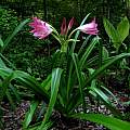 Crinum 'Lady Chameleon', taken July 2010 by Jay Yourch