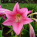 Closeup of Crinum &#039;Lolita&#039;, Jay Yourch [Shift+click to enlarge, Click to go to wiki entry]