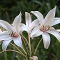 Closeup of Crinum &#039;Long Shot&#039;, Sharon Cummings [Shift+click to enlarge, Click to go to wiki entry]
