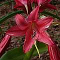 Closeup of Crinum &#039;Lorraine Clark&#039;, Alani Davis [Shift+click to enlarge, Click to go to wiki entry]