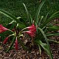 Crinum 'Lorraine Clark' blooming plant, Alani Davis Crinum 'Lorraine Clark' blooming plant, Alani Davis