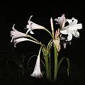 Crinum 'Louis Bosanquet' Umbel, Alani Davis Crinum 'Louis Bosanquet' Umbel, Alani Davis