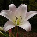 Closeup of Crinum 'Louis Bosanquet', Jay Yourch [Shift+click to enlarge, Click to go to wiki entry]