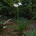 Crinum 'Louis Bosanquet', Jay Yourch Crinum 'Louis Bosanquet', Jay Yourch