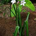 Crinum 'Lovely Lady' blooming plant, Jay Yourch