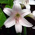 Closeup of Crinum 'Lovely Lady', Jay Yourch