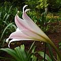 Crinum 'Lovely Lady' profile, Jay Yourch Crinum 'Lovely Lady' profile, Jay Yourch