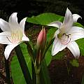 Crinum 'Lovely Lady' umbel, Jay Yourch Crinum 'Lovely Lady' umbel, Jay Yourch