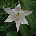 Closeup of Crinum &#039;Maiden&#039;s Blush&#039;, Alani Davis [Shift+click to enlarge, Click to go to wiki entry]