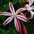 Closeup of Crinum &#039;Maurine Spinks&#039;, Alani Davis [Shift+click to enlarge, Click to go to wiki entry]