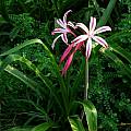 Crinum 'Maurine Spinks' blooming plant, Alani Davis Crinum 'Maurine Spinks' blooming plant, Alani Davis