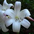 Closeup of Crinum 'Mrs. James Hendry'. Photo taken May 2007 by Jay Yourch.