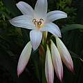 Closeup of Crinum 'Mrs. James Hendry' with pink-tipped buds. Photo taken June 2007 by Jay Yourch. Closeup of Crinum 'Mrs. James Hendry' with pink-tipped buds. Photo taken June 2007 by Jay Yourch.