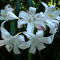 Crinum 'Mrs. James Hendry' umbel. Photo taken June 2007 by Jay Yourch.