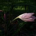 Crinum 'Ms. Nancy', Alani Davis [Shift+click to enlarge, Click to go to wiki entry]