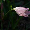 Crinum 'Ms. Nancy', Alani Davis Crinum 'Ms. Nancy', Alani Davis