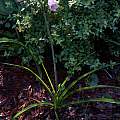 Crinum 'Ms. Nancy', Alani Davis Crinum 'Ms. Nancy', Alani Davis