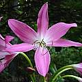 Closeup of Crinum 'Mystery', Jay Yourch